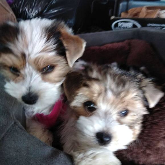 Meet your Posher, Vicki - Picture 1 of 1